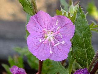 DSCF9920.jpg