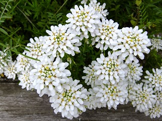 DSCF9931.jpg