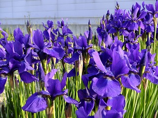 DSCF9942.jpg