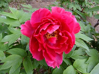DSCF9964.jpg