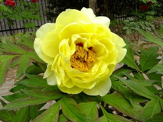 DSCF9966.jpg