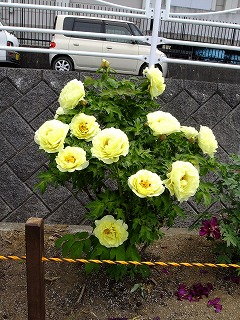 DSCF9972.jpg