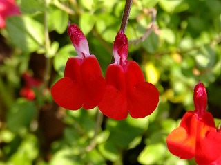 DSCF9979.jpg