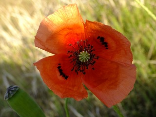 DSCF9983.jpg