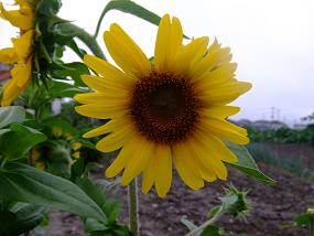 朝の散歩 072.jpg