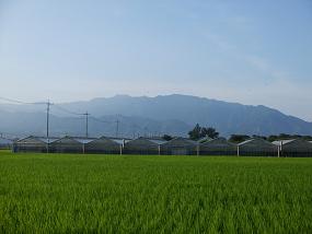朝の散歩 172.jpg