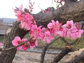 hana 065.jpg