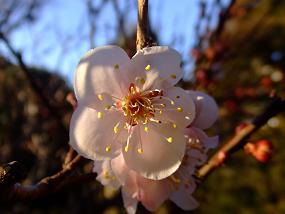 hana 068.jpg