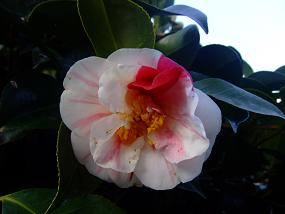 hana 097.jpg