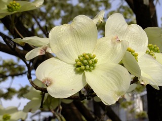 hanahana 075.jpg