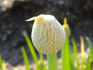 hanahana 083.jpg