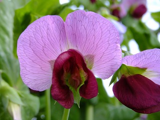 hanahana 195.jpg