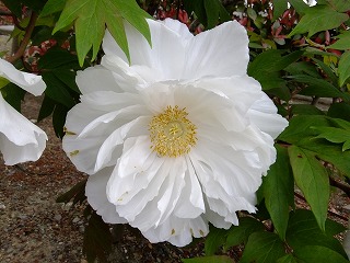 hanahana 215.jpg