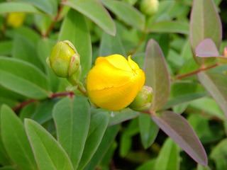 hanahana 442.jpg