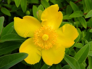 hanahana 443.jpg