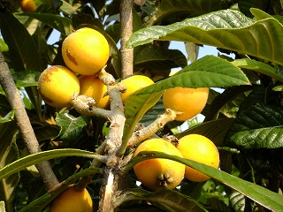 hanahana 568.jpg