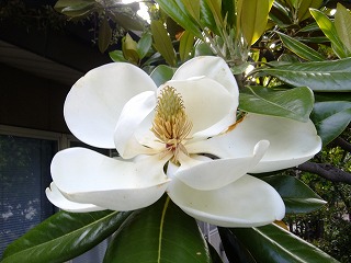 hanahana 583.jpg