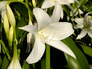 hanahana 803.jpg