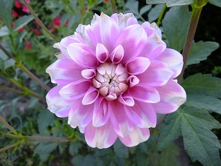 hanahana 818.jpg