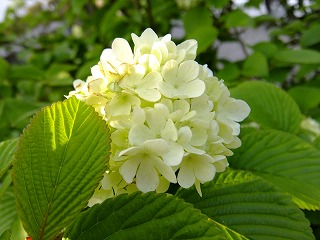 香川 111.jpg