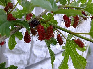 香川 202.jpg