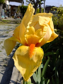 香川 230.jpg