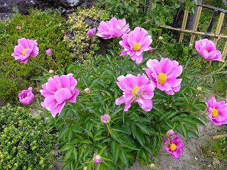 香川 282.jpg
