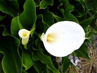 香川 366.jpg
