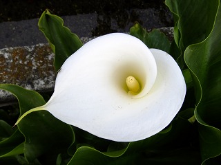 香川 368.jpg