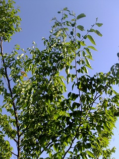 香川 401.jpg