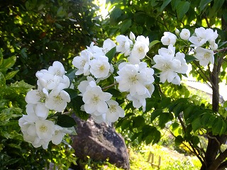香川 407.jpg