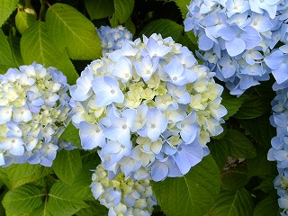 香川 475.jpg
