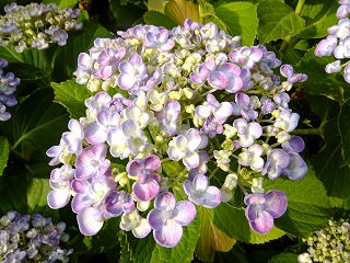 香川 494.jpg