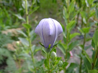 鎌倉 059.jpg