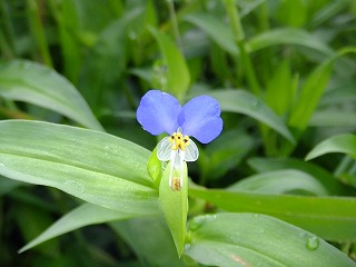 鎌倉 225.jpg