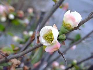 kawa 048.jpg