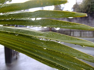 kawa 309.jpg
