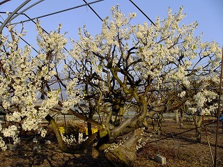 kawa 836.jpg