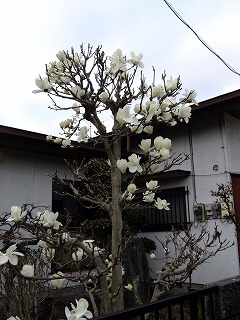 megane 177.jpg