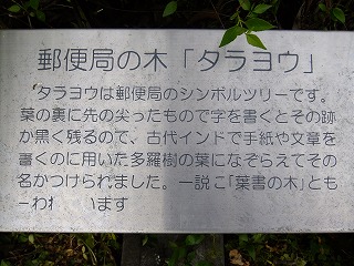 megane 392.jpg