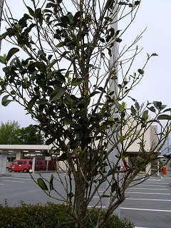 megane 394.jpg