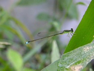 三枝 272.jpg