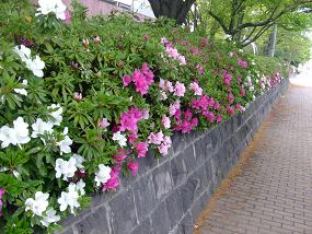 散歩シリーズ 023.jpg