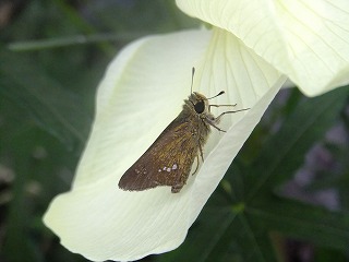 sora 572.jpg
