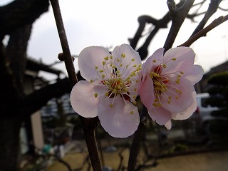 東京 528.jpg