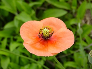 富山県 055.jpg
