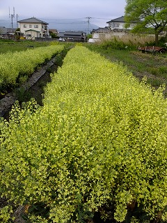 富山県 059.jpg