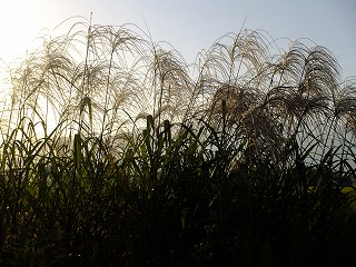 umi 055.jpg