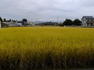 umi 278.jpg