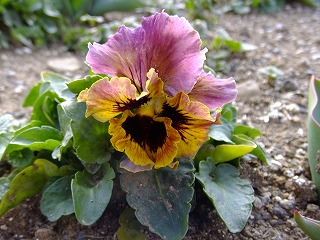 山梨県 568.jpg